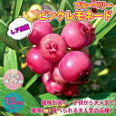 【送料無料】ピンクレモネード ブルーベリー 果樹の苗木 5号プラスチック鉢 1〜2年生 挿木苗 1個売り ブルーベリー苗木 ぶるーべりー blue berry ...