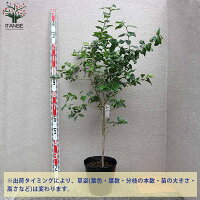 果樹苗 果樹 花木 果物 くだもの 栽培 ギフト 農園 農場 Blue 実 趣味 園芸 収穫 果実ガーデニング 家庭菜園 簡単栽培 鉢植え 庭植え プランター あす楽 送料無料 ブルークロップ ブルーベリーの苗木 果樹の苗木 8号ポット 3年生 挿し木大苗 1個売り ブルーベリー 果樹苗 果樹 花木 果物 くだもの 栽培 ギフト 農園 農場 Blue 実 趣味 園芸 収穫 果実ガーデニング 家庭菜園 簡単栽培 鉢植え 庭植え プランター あす楽 送料無料 ブルークロップ ブルーベリーの苗木 果樹の苗木 8号ポット 3年生 挿し木大苗 1個売り ブルーベリー