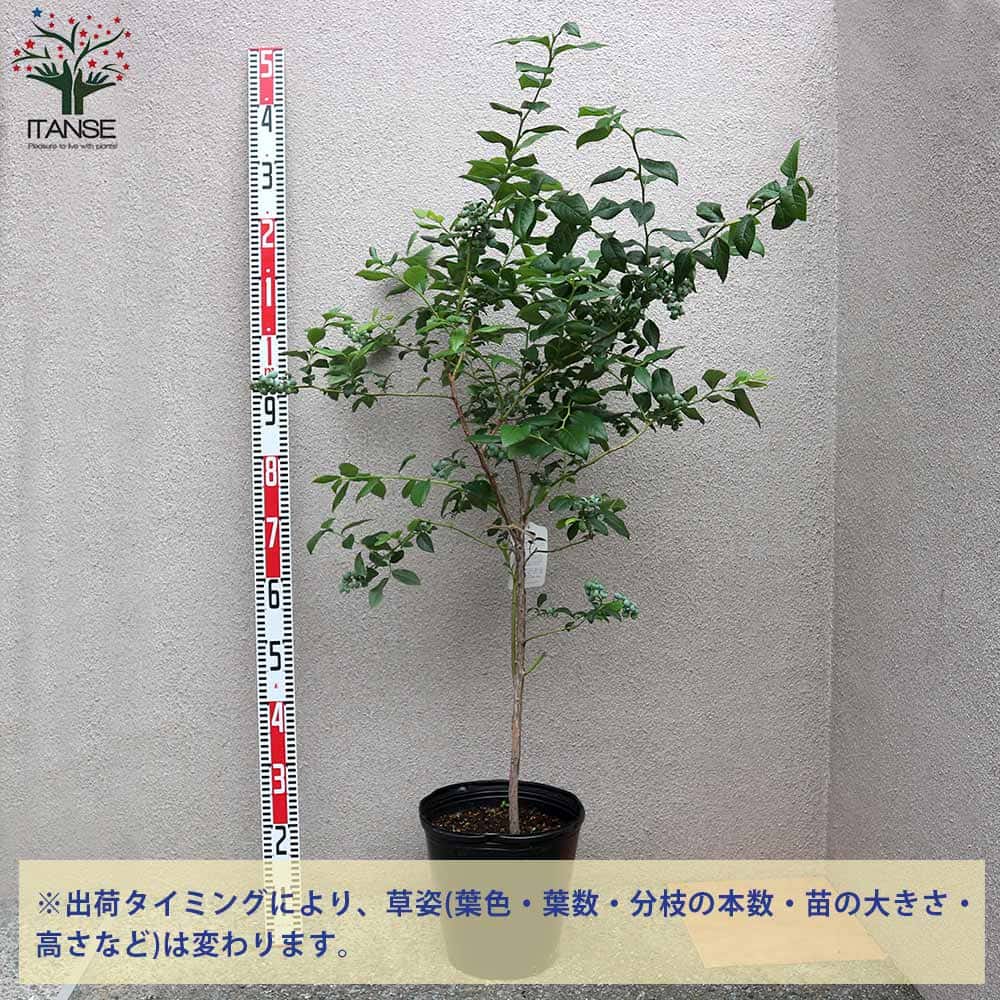 果樹苗 果樹 花木 果物 くだもの 栽培 ギフト 農園 農場 Blue 実 趣味 園芸 収穫 果実ガーデニング 家庭菜園 簡単栽培 鉢植え 庭植え プランター あす楽 送料無料 ブルークロップ ブルーベリーの苗木 果樹の苗木 8号ポット 3年生 挿し木大苗 1個売り ブルーベリー