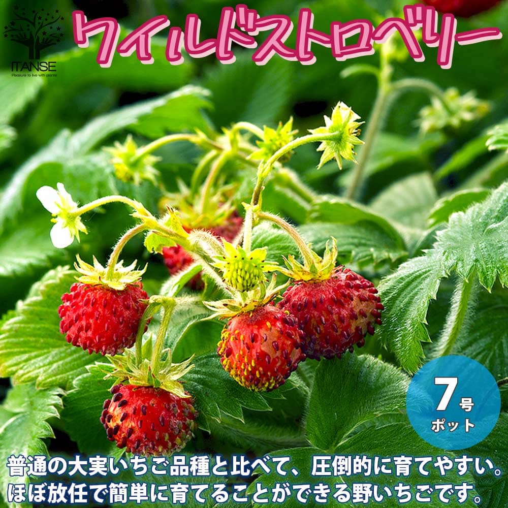 【送料無料】赤実の大苗 ワイルドストロベリーの苗【果樹の苗木 7号エコポット ／1個売り】ワイルドストロベリー 野イチゴ 赤実 ポット苗 縁結び 寄せ植え シキナリイチゴ 家庭菜園のサムネイル