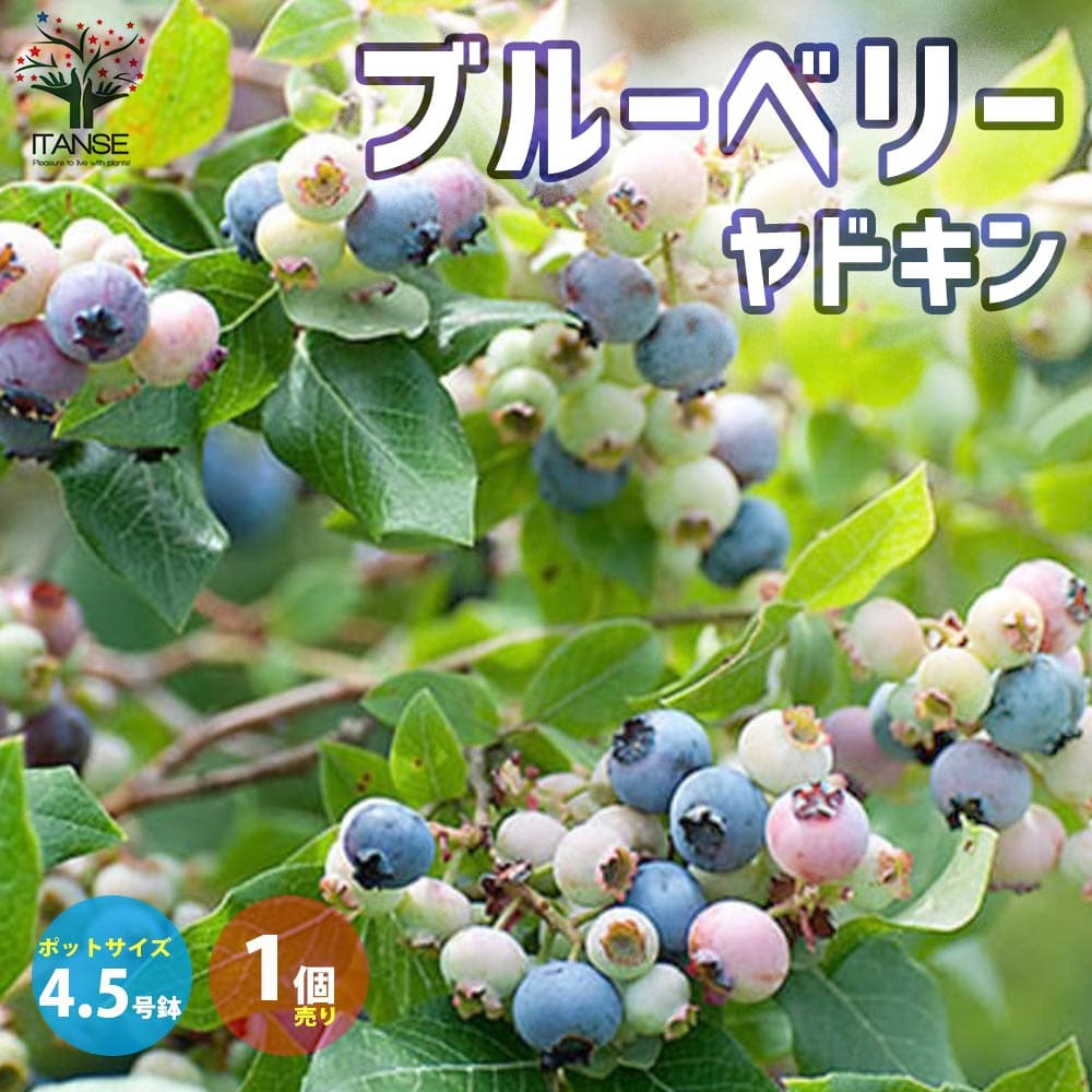 【送料無料】ブルーベリーの苗木ラビットアイ系"ヤドキン" 【果樹の苗木 2年生挿し木苗4.5号ポット苗／1個売り】 ぶるーべりー blue berry ガーデニング ギフト シンボルツリー 贈答 プレゼント 庭園果樹