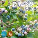 ブルーベリーの苗木ラビットアイ系 ヤドキン 【果樹の苗木 2年生挿し木苗4.5号ポット苗／1個売り】 ぶるーべりー blue berry ガーデニング ギフト シンボルツリー 贈答 プレゼント 庭園果樹