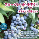 【送料無料】ブルーベリーの苗木ラビットアイ系おまかせ2品種各1個セット 果樹の苗木 12〜15cmポット お買い得2個セット 受粉もバッチリ!品種はその都度ベス...
