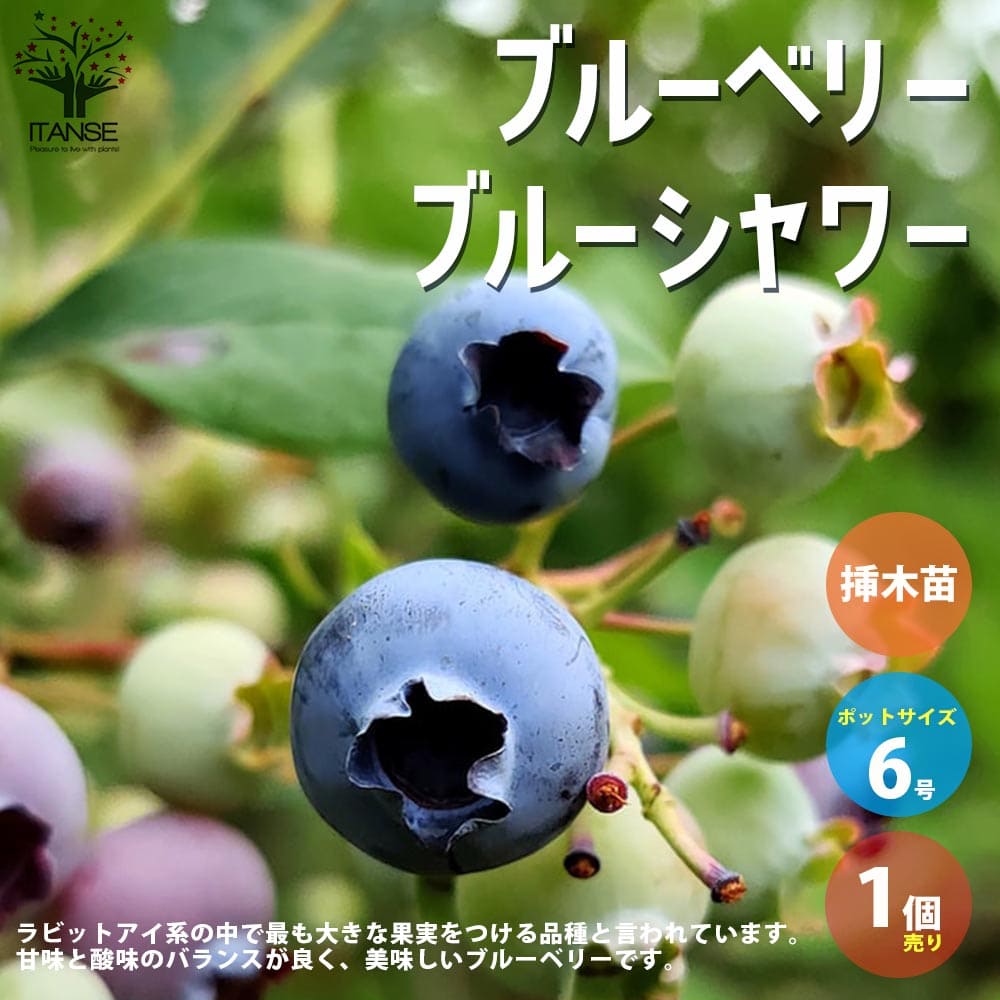 ブルーシャワーは、ラビットアイ系の中で最も大きな果実をつける品種と言われています。甘味と酸味のバランスが良く、美味しいブルーベリーです。樹勢が強く、成長が早く、初心者の方にもおすすめです。※ラビットアイ系のブルーベリーは自家結実性が低いため、ラビットアイ系の別の品種を近くに植えることを推奨します。学名：Vaccinium ashei 'Blueshawar'タイプ：ツツジ科スノキ属 落葉低木樹原産地：北米東北部自家結実性：弱い(ラビットアイ系の他の品種を近くに植えてください)推奨受粉樹：ウッタード、ティフブルー【※商品の特性上、背丈・形・大きさ等、植物には個体差がありますが、同規格のものを送らせて頂いております。また、植物ですので多少の枯れ込みやキズ等がある場合もございます。予めご了承下さい】 【育て方】■日当たり・置き場所通常は日当たりのよい場所で管理しますが、冷涼な気候を好む為、夏場は直射日光の当らない涼しい半日陰程度の場所で育てます。西からの日差しをさえぎるようにします。(木陰などが最適)年中植付け可能ですが、9月中旬〜12月上旬の秋植えか、3月から5月頃の春に植えるのが最適です。暖地では真冬に植え付けしても大丈夫ですが、寒冷地では春植えをおすすめします。■水やり春から夏にかけては鉢土の表面が乾いたらたっぷりと与えます。冬場は鉢土の表面が乾いたら軽く与えます。※夏場の乾燥は、果実がしぼんで落ちてしまう原因になりますのでご注意ください。落葉している冬はほとんど水は欲しがらなくなるので、土が乾きにくくなります。そんな時期は水の与えすぎになりやすいので、土が乾いたら水を与え、根ぐされに注意してください。■用土ブルーベリーは酸性土(pH4.5〜pH5.2 目安)で、有機質に富んだふかふかな土を好みますので、用土はブルーベリーの土など酸性に調整された培養土を使うのが良いです。■肥料3月と収穫後に一般的なブルーベリーの肥料(果樹用肥料等)与えます。12〜2月に寒肥として有機配合肥料などを与えます。■病害虫病害虫はほとんどつきません。まれに高温多湿になるとイラガが発生しますので、発生したら殺虫剤で駆除します。■剪定剪定は、ほとんど必要ありません。自然樹形をお楽しみください。剪定をする際は、混み合った枝や古くなった細枝を落とす程度で大丈夫です。【お読みください】植物には個体差があり、お届け時には掲載画像と異なったイメージになる場合が御座います。背丈・株張りなどは出荷タイミングや季節などで、小さくなったり大きくなったりします。植物の状態を確認し、生育に問題が無い事を確認して出荷しております。 ご了承ください。【検索キーワード】ブルーベリー苗 ブルーベリー苗木 ぶるーべりー blue berry 果樹苗 簡単栽培 ガーデニング 家庭菜園 農園 庭植え ギフト シンボルツリー 贈答 プレゼント 収穫 花木 植木 即納 自家結実性 サザンブッシュ系 ハイブッシュ サザンハイブッシュ ラビットアイ 新築祝い 庭園 挿し木苗 挿木苗 デュプリン でゅぷりん