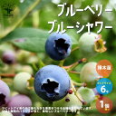 【送料無料】ブルーベリーの苗木ブルーシャワー 【果樹の苗木 2年生挿し木苗 6号鉢／1個売り】ブルーベリー苗木 ぶるーべりー blue berry ガーデニング ギフト シンボルツリー 贈答 プレゼント 花木 植木 シンボルツリー庭園果樹