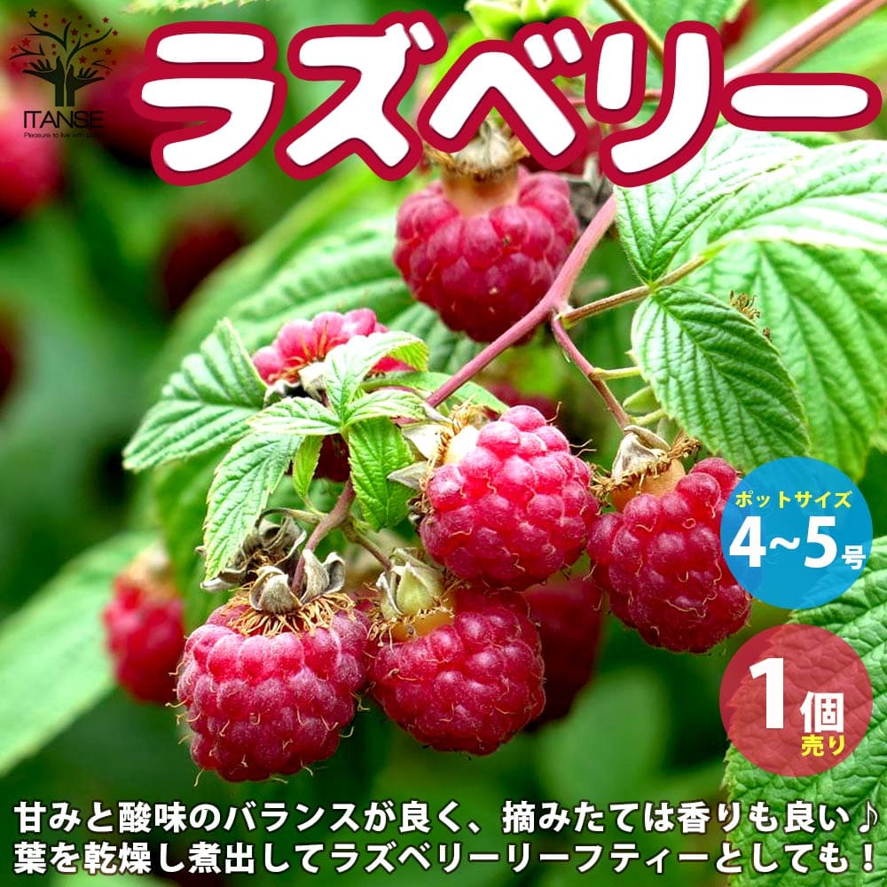 ITANSE ラズベリーの苗木 ラズベリー 果樹の苗木 4〜5号 1個売り ラズベリー苗 ラズベリーの苗木 木苺 木いちご 木イチゴ キイチゴ raspberry rubus ラズベリーリーフティー ガーデニング 鉢植え 送料無料 即納のサムネイル