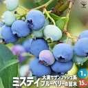 【P2倍★マラソン期間中】ブルーベリー ミスティー【果樹の苗木 挿し木苗15cmポット/1個売り】果樹 果樹苗 果樹の苗 フルーツ 果物 ブレーベリー Vacc...