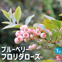 【マラソン期間★ポイント5倍】ブルーベリー フロリダローズ 果樹の苗木 5号ポット V.corymbosum ベリー シンボルツリー 送料無料 即納