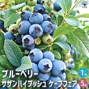 【P2倍★マラソン期間中】ブルーベリー サザンハイブッシュ系 ケープフェア【果樹の苗木 5号ポット】果樹 果樹苗 果樹の苗 フルーツ 果物 ベリー