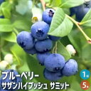 【P2倍★マラソン期間中】ブルーベリー サザンハイブッシュ系 サミット【果樹の苗木 5号ポット】果樹 果樹苗 果樹の苗 フルーツ 果物 ベリー