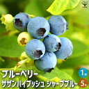 【マラソン期間★ポイント5倍】ブルーベリー サザンハイブッシュ系 シャープブルー 果樹の苗木 5号ポット 果樹 果樹苗 果樹の苗 フルーツ 果物 ベリー 送料無...