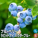 【マラソン期間★ポイント5倍】ブルーベリー ラビッドアイ系 パウダーブルー 果樹の苗木 5号ポット 果樹 果樹苗 果樹の苗 フルーツ 果物 ベリー 送料無料 即...