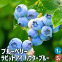 【送料無料】ブルーベリー ラビッドアイ系 パウダーブルー 【果樹の苗木 5号ポット】果樹 果樹苗 果樹の苗 フルーツ 果物 ベリー