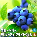 【マラソン期間★ポイント5倍】ブルーベリー ラビッドアイ系 ブライトウェル 果樹の苗木 5号ポット 果樹 果樹苗 果樹の苗 フルーツ 果物 ベリー 送料無料 即...