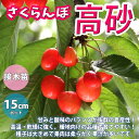 【P2倍★マラソン期間中】さくらんぼの苗木 高砂【果樹苗 1〜2年生 接木苗15cmポット/1個】さくらんぼ苗 さくらんぼの苗 サクランボ苗 サクランボの苗木 ...