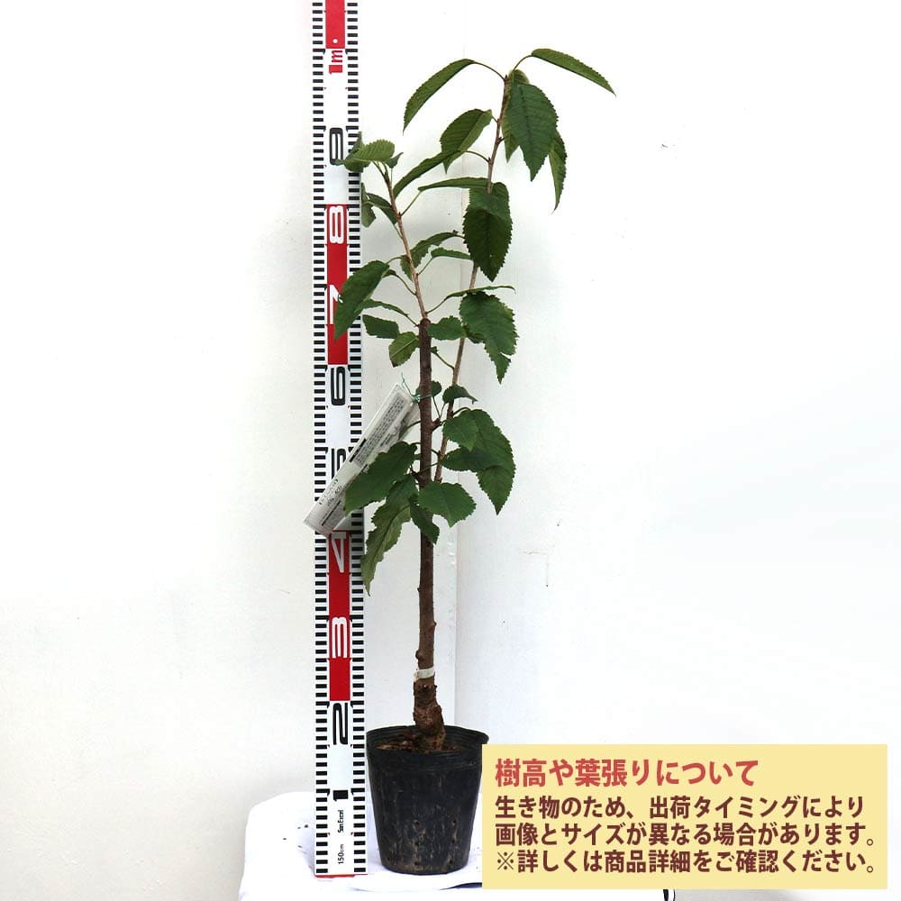 【送料無料】さくらんぼの苗木 高砂 果樹苗 1〜2年生 接木苗15cmポット 1個 さくら...