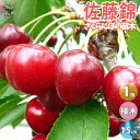 【P2倍★マラソン期間中】さくらんぼの苗木 佐藤錦【果樹苗 1〜2年生 接木苗15cmポット/1個】さくらんぼ苗 さくらんぼの苗 サクランボ苗 サクランボの苗木...