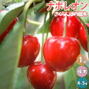 【P2倍★マラソン期間中】さくらんぼの苗木 ナポレオン【果樹苗 1〜2年生 接木苗4〜5号ポット/1個】さくらんぼ苗 さくらんぼの苗 サクランボ苗 サクランボの...