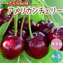 【P2倍★マラソン期間中】アメリカンチェリー さくらんぼの苗木【果樹の苗木 12〜15cmポット 1年生 接木苗/1個売り】さくらんぼ苗 さくらんぼの苗 サクラ...