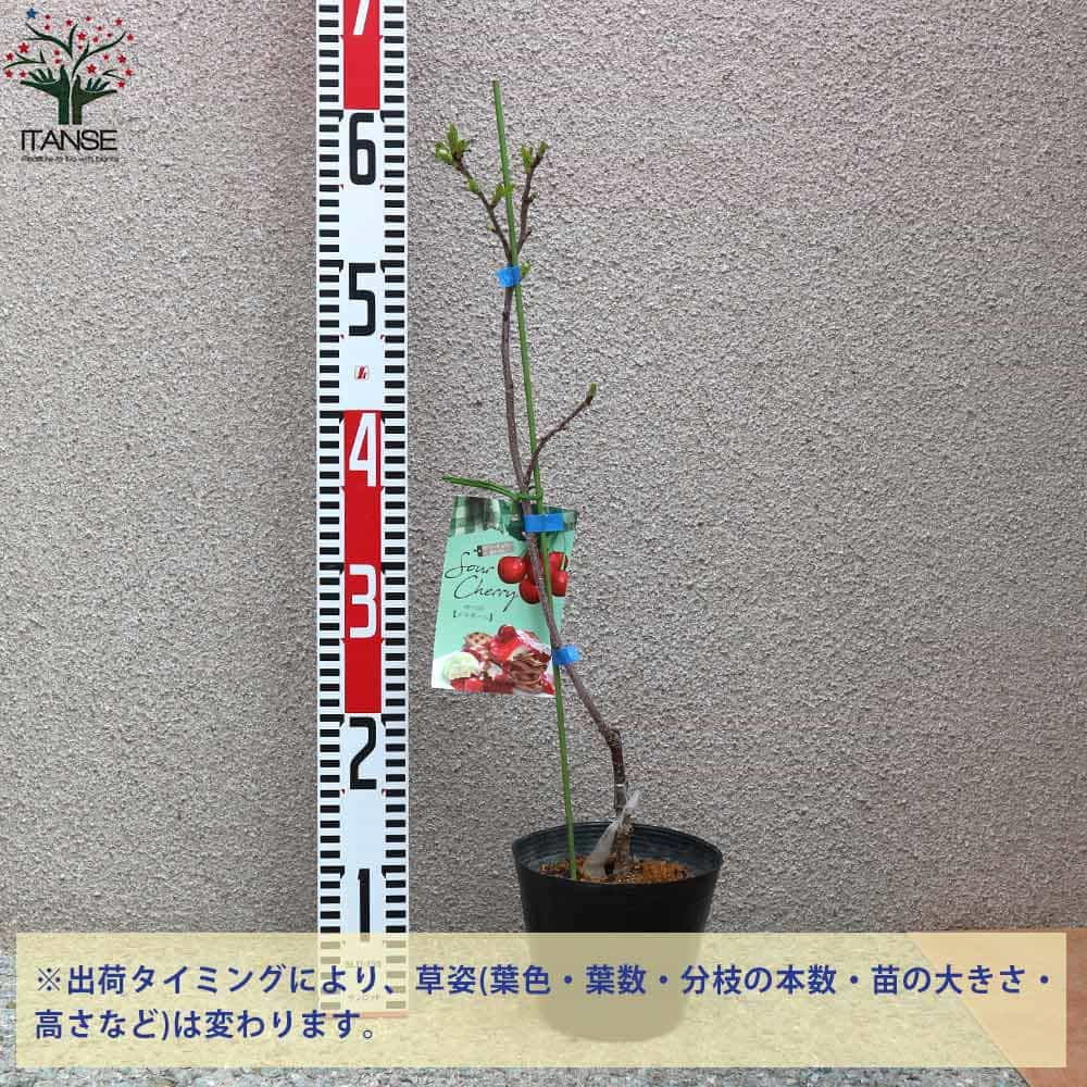 【送料無料】メテオール サワーチェリーの苗木 果樹の苗木 4.5号 接木苗 1個売り ...