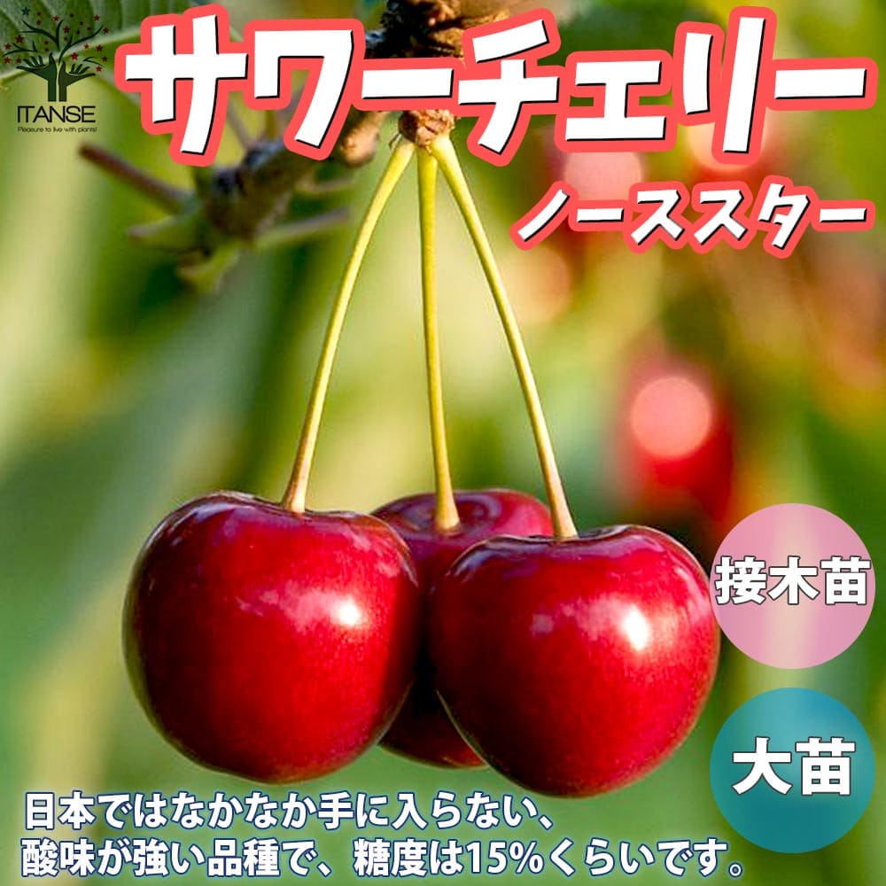 【送料無料】ノーススター サワーチェリーの苗木【果樹の苗木 4.5号 接木苗／1個売り】サワーチェリー苗 メテオール苗 シャッテンモレロー苗 ノーススター苗 チェリー苗木 チェリーの苗 酸果桜桃