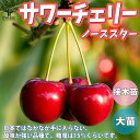 【送料無料】ノーススター サワーチェリーの苗木【果樹の苗木 4.5号 接木苗／1個売り】サワーチェリー苗 メテオール苗 シャッテンモレロー苗 ノーススター苗 チェリー苗木 チェリーの苗 酸果桜桃