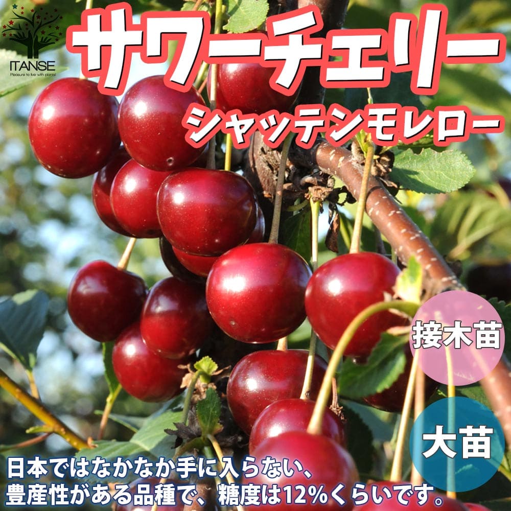 【送料無料】シャッテンモレロー サワーチェリーの苗木【果樹の苗木 4.5号 接木苗／1個売り】サワーチェリー苗 メテオール苗 シャッテンモレロー苗 ノーススター苗 チェリー苗木 チェリーの苗 酸果桜桃