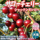 【P2倍★マラソン期間中】シャッテンモレロー サワーチェリーの苗木【果樹の苗木 4.5号 接木苗/1個売り】サワーチェリー苗 メテオール苗 シャッテンモレロー苗...