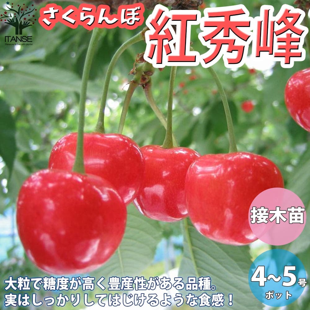 【送料無料】紅秀峰 さくらんぼの苗木【果樹の苗木 12～15cm 接木苗／1個売り】さくらんぼ苗 さくらんぼの苗 サクランボ苗 サクランボの苗木 チェリーの苗 生け垣 シンボルツリー 記念樹