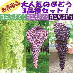 https://thumbnail.image.rakuten.co.jp/@0_mall/itanse/cabinet/fruits/grape/nae00026_r01.jpg