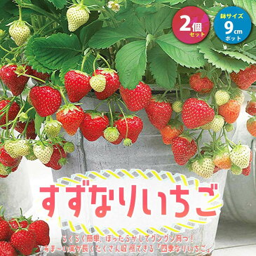 【SALE特別価格】すずなりいちご【野菜苗 9cmポット/2個セット】いちご苗 イチゴ苗 苺苗 ストロベリー いちご狩り ガーデング 家庭菜園 農場 農園 露地 ベランダ 多収穫 果樹苗 プレゼント ギフト 苗販売店 送料無料 お買い得 icg1