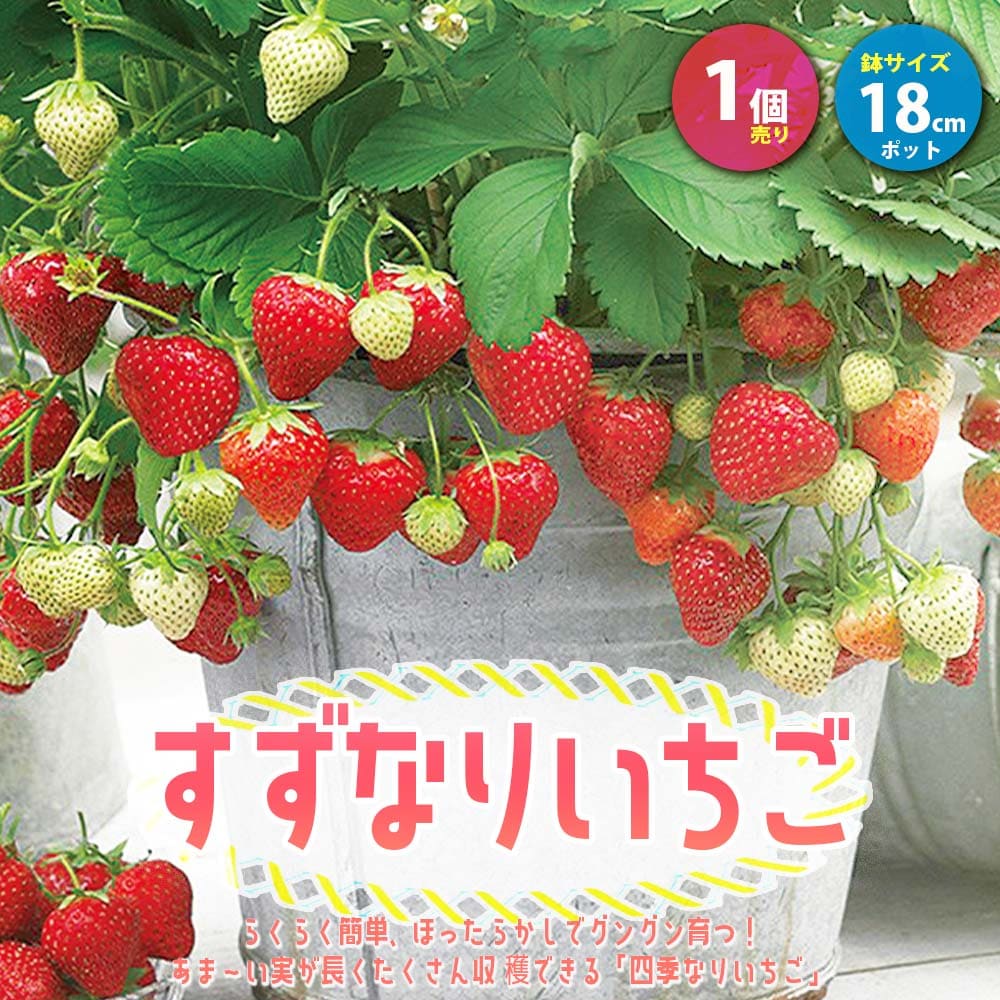 【SS期間★ポイントUP】すずなりいちご 大苗【野菜苗 18cmポット/1個】いちご苗 イチゴ苗 苺苗 ストロベリー いちご狩り ガーデング 家庭菜園 農場 農園 露地 ベランダ 多収穫 果樹苗 プレゼン…