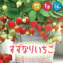 【送料無料】すずなりいちご 大苗【野菜苗 18cmポット/1個＋肥料】いちご苗 イチゴ苗 苺苗 ストロベリー いちご狩り ガーデング 家庭菜園 農場 農園 露地 ベランダ 多収穫 果樹苗 プレゼント ギフト 苗販売店 お買い得