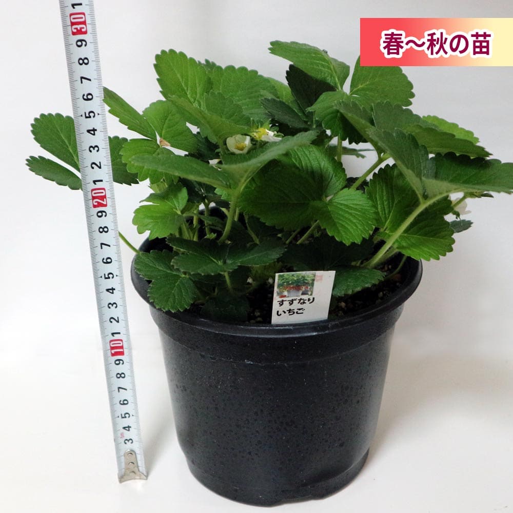 【送料無料】すずなりいちご 大苗【野菜苗 18cmポット/1個】いちご苗 イチゴ苗 苺苗 ストロベリー いちご狩り ガーデング 家庭菜園 農場 農園 露地 ベランダ 多収穫 果樹苗 プレゼント ギフト 苗販売店 お買い得