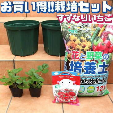 【送料無料】人気のすずなりいちご栽培セット【野菜苗 9cmポット＆資材セット/即出荷】【セット内容：すずなりいちご9cm2個／スリット鉢8号2個／培養土12L1個／いちごの肥料1個】栽培セット 栽培キット セット販売 いちご苗 いちごの苗 果樹苗