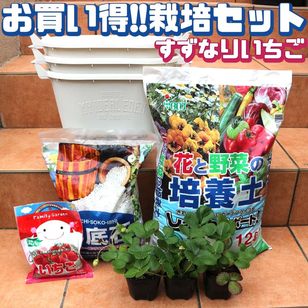 【送料無料】人気のすずなりいちご栽培キット【野菜苗 9cmポット＆資材セット/即出荷】【セット内容：すずなりいちご9cm3個／取っ手付プランターMサイズ 白 3個／培養土12L／鉢底石5L／いちごの肥料】栽培セット セット販売 いちご苗 いちごの苗 果樹苗