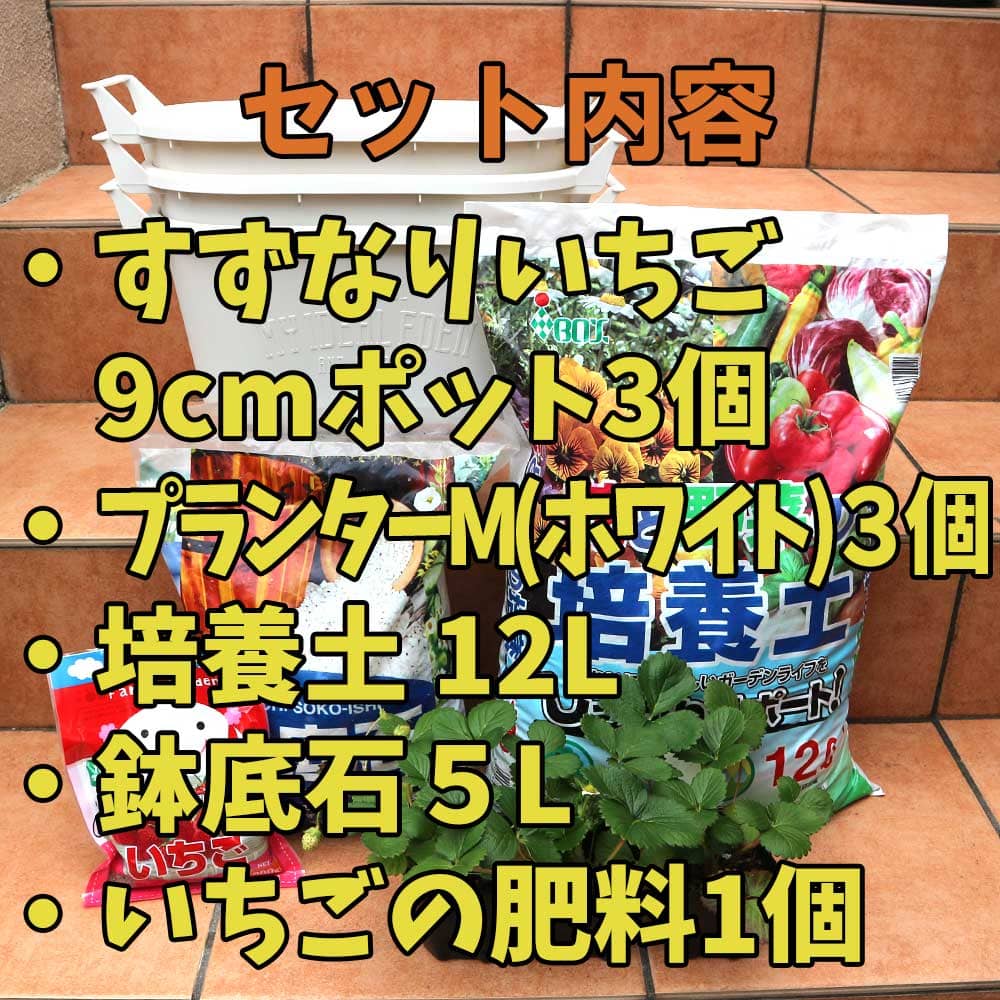 【送料無料】人気のすずなりいちご栽培キット【野菜苗＆資材セット】【セット内容：すずなりいちご9cm3個／取っ手付プランターMサイズ 白 3個／培養土12L／鉢底石5L／いちごの肥料】栽培セット セット販売 いちご苗 いちごの苗 果樹苗