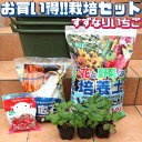 【P2倍★マラソン期間中】人気のすずなりいちご栽培キット【野菜苗&資材セット】【セット内容:すずなりいちご9cm3個/取っ手付プランターMサイズ カーキ 3個/...