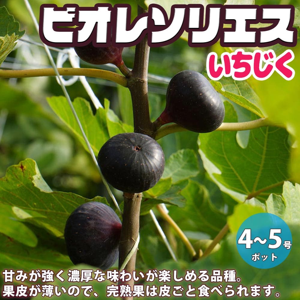 【送料無料】ビオレソリエス イチジクの苗木【果樹の苗木 12～15cm ／1個売り】イチジク苗 イチジク苗木 イチジクの苗 無花果 果樹苗 果樹 果物 くだもの 栽培 ガーデニング 家庭菜園 鉢植え 庭植え