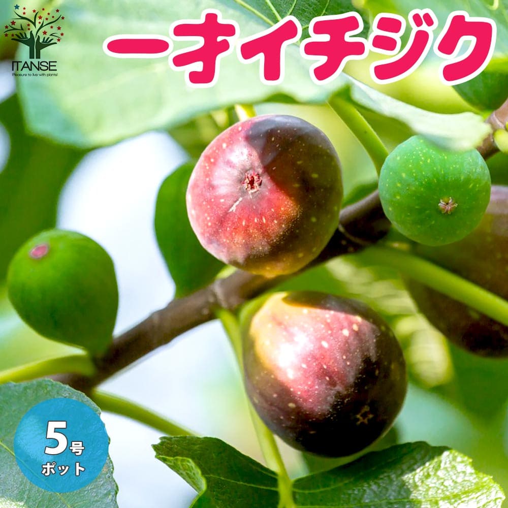 【送料無料】一才イチジク【果樹の苗木 5号鉢／1個売り】無花