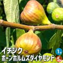 【P2倍★マラソン期間中】イチジク ボーンホルムズダイヤモンド【果樹の苗木 5号ポット】果樹苗 イチジクの苗イチジク いちじく