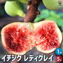 【P2倍★マラソン期間中】イチジク レディグレイ【果樹の苗木 5号ポット】果樹苗 イチジクの苗イチジク いちじく