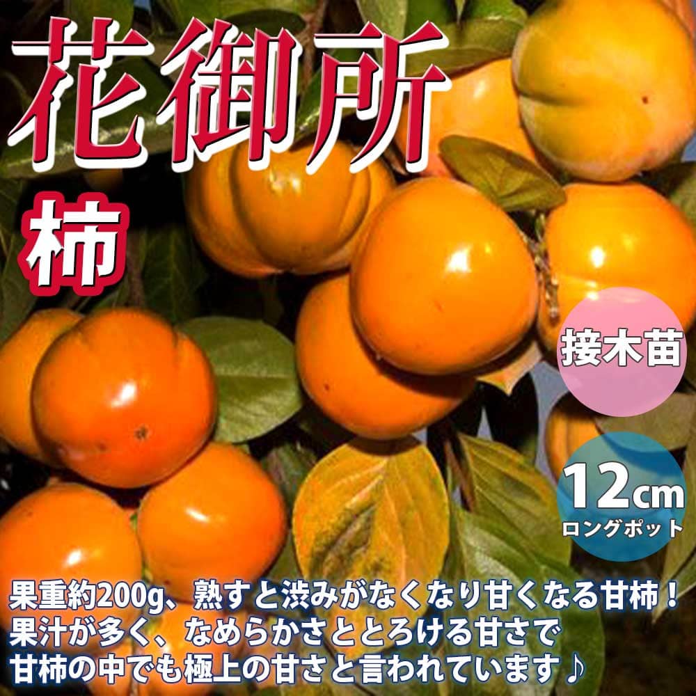 楽天植物販売のITANSE楽天市場店【送料無料】柿の苗木 花御所【果樹苗 1～2年生 接木苗12cmロングポット/1個】柿苗 柿の苗 柿の木 柿の苗木 かきの苗 カキの苗 庭植え 花木 植木 庭木 鉢植え 生け垣 シンボルツリー 記念樹 路地植え 通販 渋柿 甘柿 カキノキ