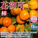 柿の苗木 花御所柿苗 柿の苗 柿の木 柿の苗木 かきの苗 カキの苗 庭植え 花木 植木 庭木 鉢植え 生け垣 シンボルツリー 記念樹 路地植え 通販 渋柿 甘柿 カキノキ