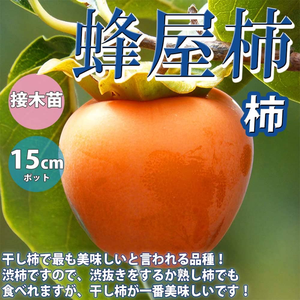 干し柿で最も美味しいと言われる品種！ 渋柿ですので、渋抜きをするか熟し柿でも食べれますが、干し柿が一番美味しいです！ 乾燥が早く干し柿にすると濃厚なコクがある自然な甘みになります。 果重は240〜300gで種がほとんど入っていません。 学名：Diospyros kaki ‘Hachiya’ タイプ：カキノキ科カキ属 収穫期：10月下旬〜11月上旬 果実の大きさ：240〜300g 平均糖度：16〜18度 自家結実性：あり 【育て方】 ■日当たり・置き場 日光を好みますので、地植え・鉢植えの場所は、ともに日当たり良好な場所を選びます。 ■水やり 鉢植えの場合は、土の表面が乾いたら、鉢底の流れ出るくらいたっぷり与えます。 地植えの場合は、土質や種類にもよりますが、基本的には雨が当たる場所では雨にまかせて、雨が降らない場合は、土が乾いたら与えてください。 ■肥料 地植えの場合 元肥：12〜1月(有機質肥料か化成肥料) 追肥：7月、10月(有機質肥料か化成肥料) 鉢植えの場合 元肥：2月(有機固形肥料) 追肥：7月、10月(緩効性化成肥料) ■植え替え 適期は11月〜3月です。 鉢植えの植え替えは、根詰まりを防ぎ、通気をよくするのが目的で、通常2〜3年に1回は必要です。 ■剪定 適期は12〜3月です。 柿はその年新しく伸びた枝先に花芽がつきますので、前年に実がなった古い枝や、込み合った部分を間引くように剪定します。 長く伸びた枝や内側に向いている不要枝を切ることで、日当たりを良くして栄養分の分散を防げます。 樹高を抑えたい場合は、上に向かって伸びる枝を切り戻しして横に伸ばすようにします。 先端を全部切り揃えると、実がつかなくなる場合がありますので、慣れるまでは、先端をいじらずに、混みあった枝を根元から剪定してください。 【商品名に記載されている「樹高」など、植物の大きさにつきましてのご案内】 ・商品タイトルの「平均樹高約〜cm」「平均葉張り約〜cm」などの表記は出荷する際の平均的な大きさを記載しており、大きさを保証するものではありません。1つ1つ個体差のある生きた植物ですので、必ず表記のサイズに達しているという意味ではありません。季節、ロット、毎年の気候変動などにより、場合により表記サイズの半分以下に小さくなることがありますが、出荷時に検品し、植物自体はしっかりしたもので生育に問題無いことを確認の上で発送しております。予めご了承ください。尚、正確な樹高などのスペックを確認されたい場合は、ご注文をする前に弊社まで事前にお問い合わせください。 【検索キーワード】イタンセ いたんせ ITANSE itanse 柿苗 柿の苗 柿の木 柿の苗木 かきの苗 カキの苗 簡単栽培 ガーデニング 家庭菜園 庭植え 花木 植木 庭木 鉢植え 生け垣 シンボルツリー 新築祝い 記念樹 路地植え 販売店 通販 父の日 母の日 敬老の日 プレゼント 果樹苗 鑑賞用 種無し たねなし 種なし 渋柿 甘柿 カキノキ