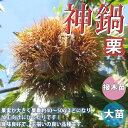 【送料無料】栗の苗木 神鍋 果樹苗 1年生 接木苗12〜15cmポット 1個 栗苗 栗の苗 栗の木 栗の苗木 くりの苗 クリの苗 くりの苗木 庭植え 花木 植木...