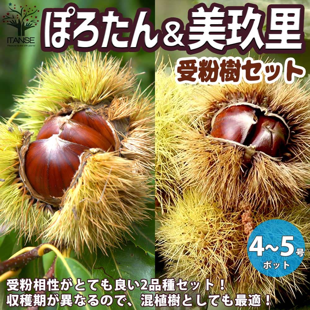 【送料無料】栗の苗 ぽろたん・美玖里 みくり 受粉樹2本セット【果樹の苗木 4～5号ポット／お買い得2個セット】ブナ科 クリ属 マロン スイーツ モンブラン 和栗 Chestnut 受粉樹 セット PVP