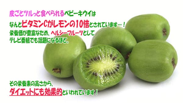 楽天市場 送料無料 ベビーキウイ スイートグリーン 果樹苗 9cmポット 2個セット サルナシ苗 苗木 コクワ 甘い フルーツ 耐寒性 落葉 ツル性 植物 自家結実性 ダイエット スイーツ ベランダ 露地 農園 人気 品種 植物販売のｉｔａｎｓｅ楽天市場店