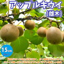 【P2倍★マラソン期間中】雌木単品1個 (結実にはオス木の受粉樹が必要です) アップルキウイの苗木【果樹の苗木 5号鉢 /1個売り】キウイ苗 キウイの苗 キウイ...