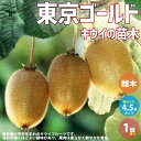 【ポイント2倍★マラソン期間】キウイの苗木東京ゴールド 果樹の苗木 接木苗4.5号 1個売り キウイ苗 キウイの苗 キウイ苗木 kiwi きうい ガーデニング ...
